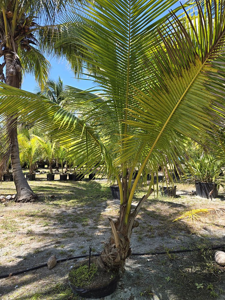 cocos-nucifera-golden-malayan-coconut-palm