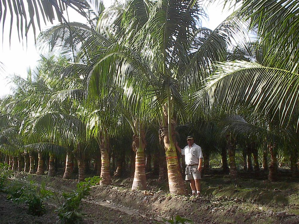 cocos-nucifera-golden-maypan-coconut-palm