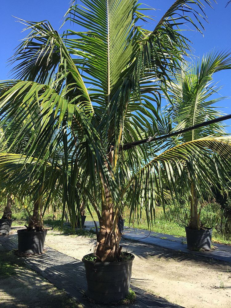 cocos-nucifera-golden-maypan-coconut-palm