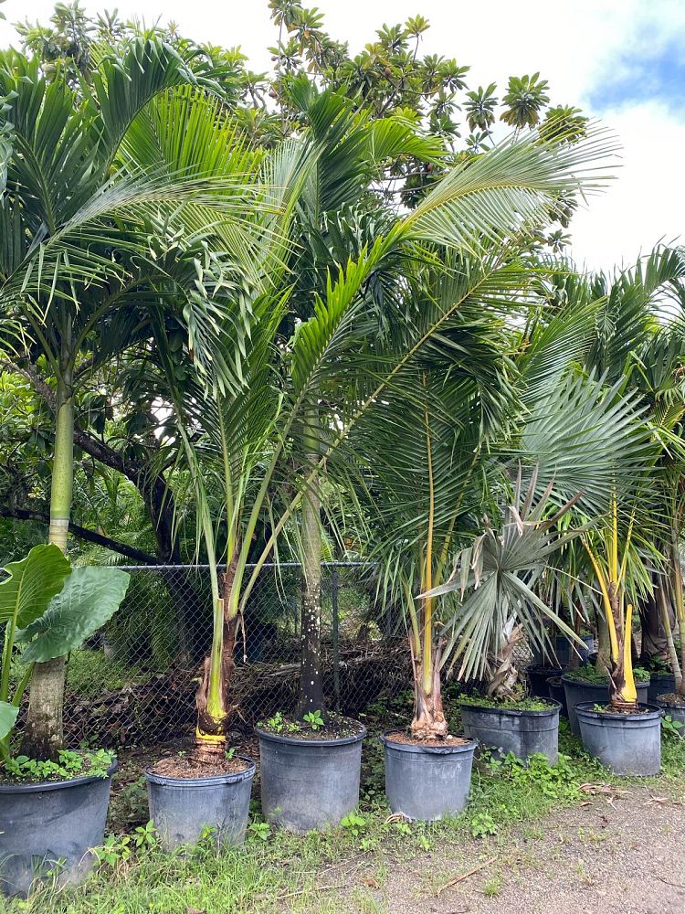 cocos-nucifera-golden-maypan-coconut-palm