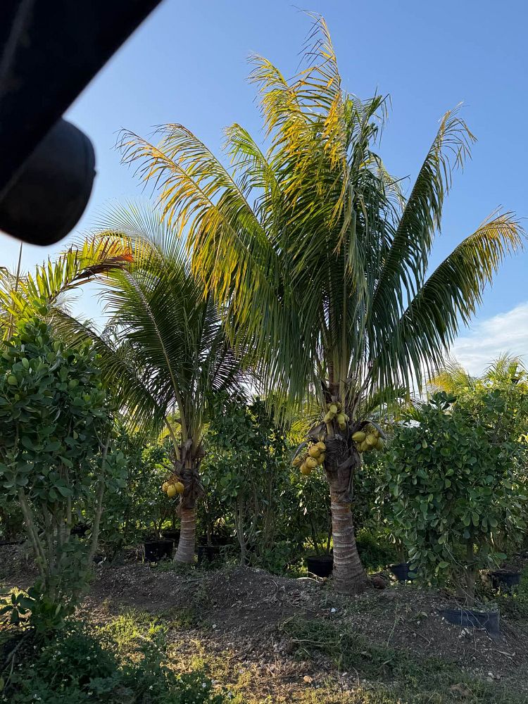 cocos-nucifera-golden-maypan-coconut-palm