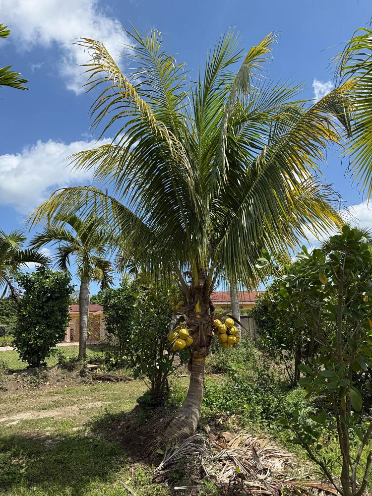 cocos-nucifera-golden-maypan-coconut-palm