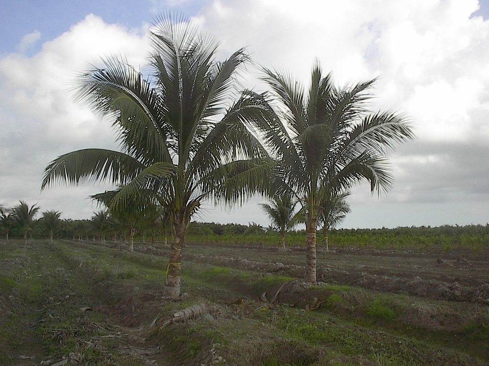 cocos-nucifera-green-malayan-coconut-palm