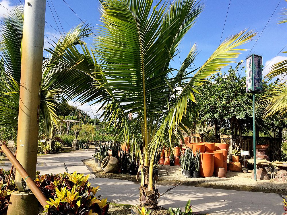 cocos-nucifera-green-malayan-coconut-palm