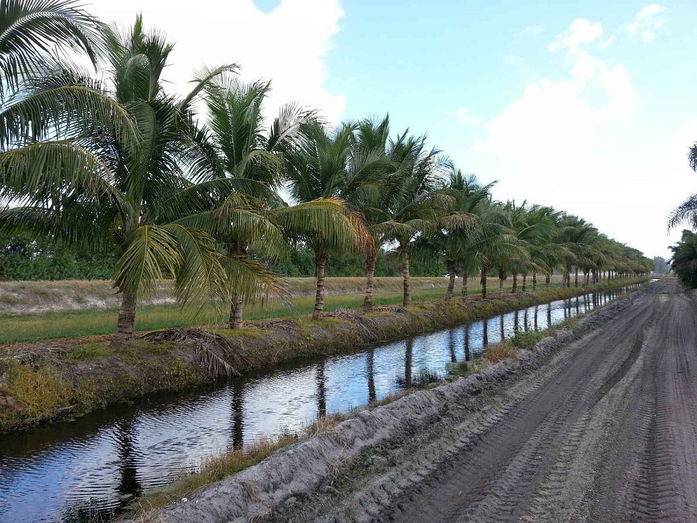 cocos-nucifera-green-malayan-coconut-palm