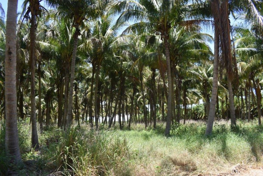cocos-nucifera-green-malayan-coconut-palm