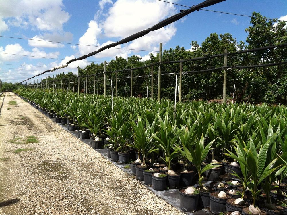 cocos-nucifera-green-malayan-coconut-palm