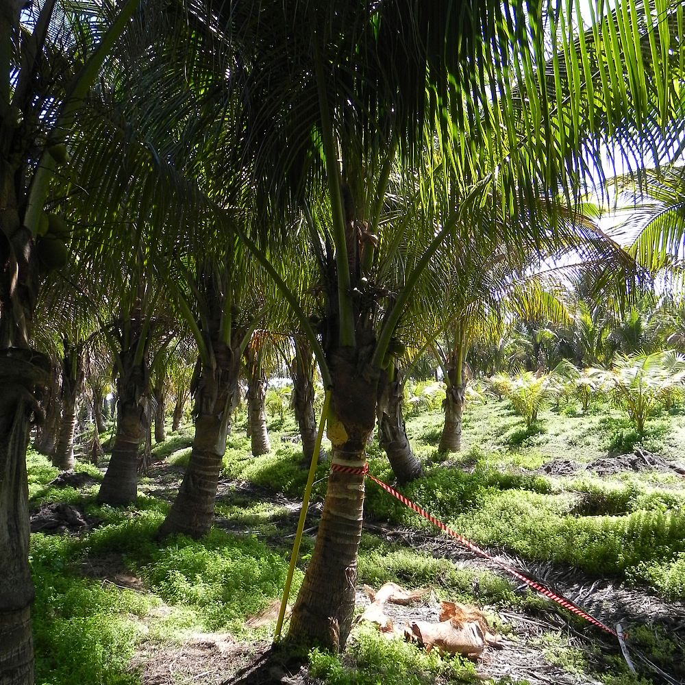 cocos-nucifera-green-malayan-coconut-palm