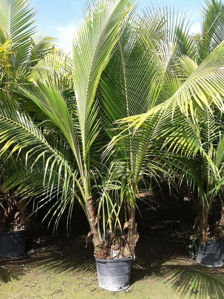 cocos-nucifera-green-malayan-coconut-palm