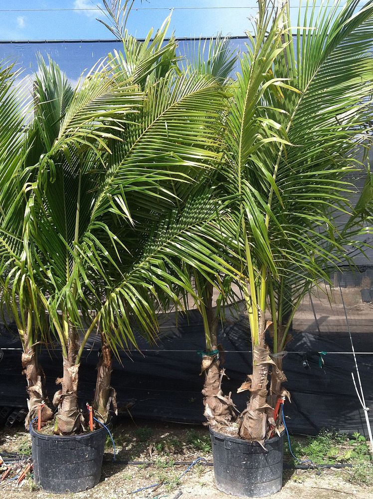 cocos-nucifera-green-malayan-coconut-palm