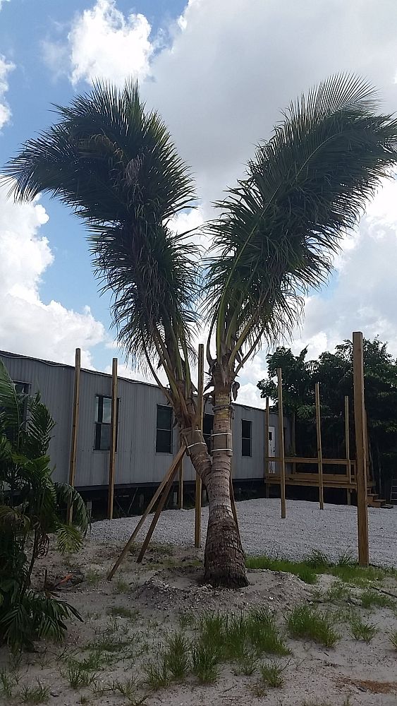 cocos-nucifera-green-malayan-coconut-palm