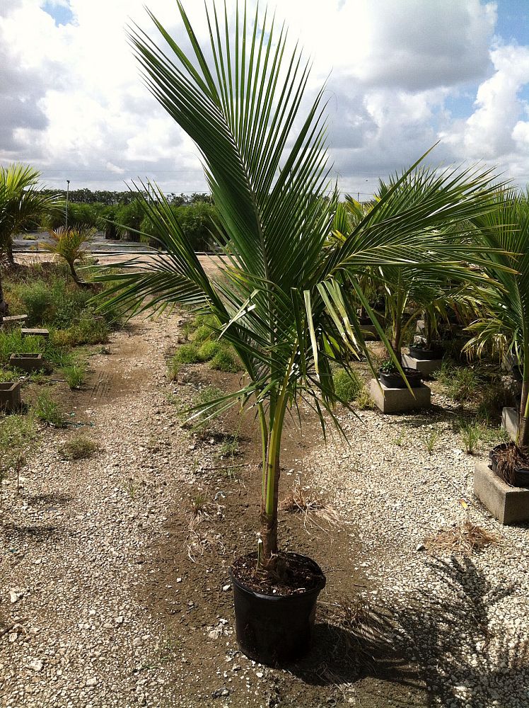 cocos-nucifera-green-malayan-coconut-palm