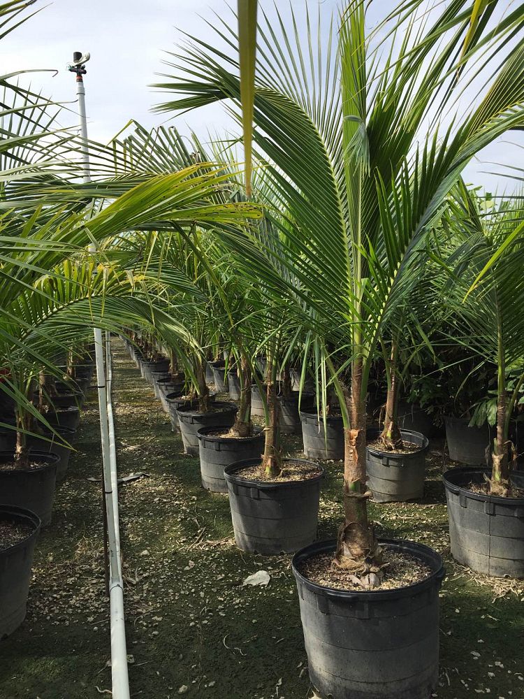 cocos-nucifera-green-malayan-coconut-palm