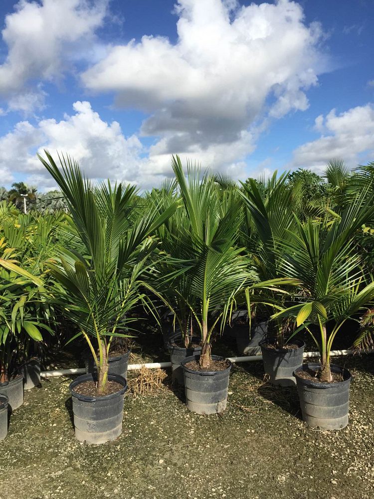 cocos-nucifera-green-malayan-coconut-palm