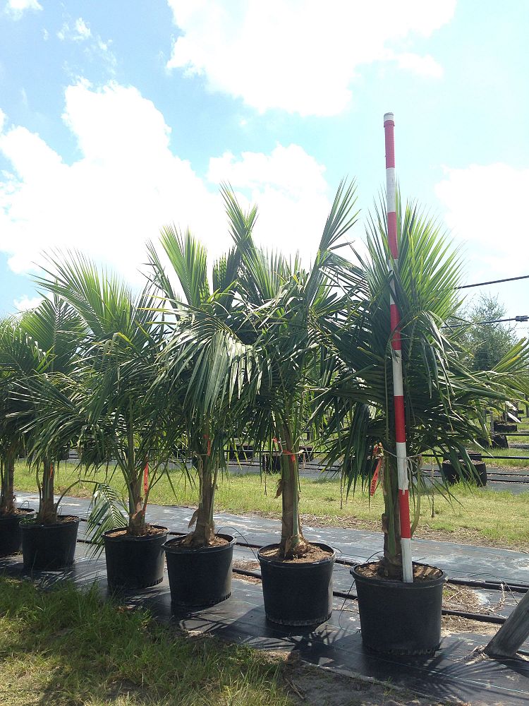 cocos-nucifera-green-malayan-coconut-palm