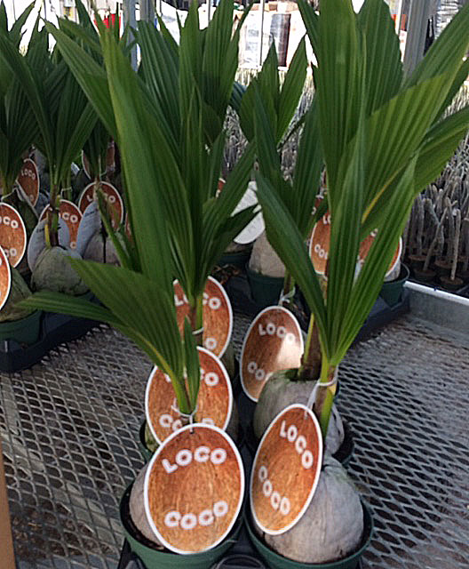cocos-nucifera-green-malayan-coconut-palm