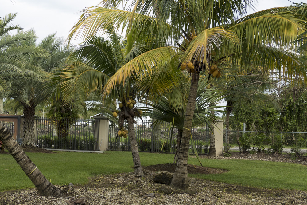 cocos-nucifera-green-malayan-coconut-palm