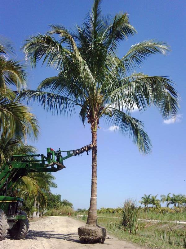 cocos-nucifera-green-malayan-coconut-palm