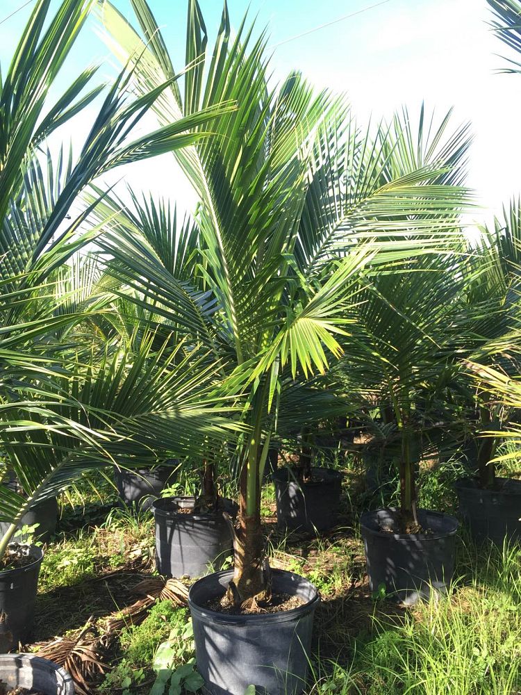 cocos-nucifera-green-malayan-coconut-palm