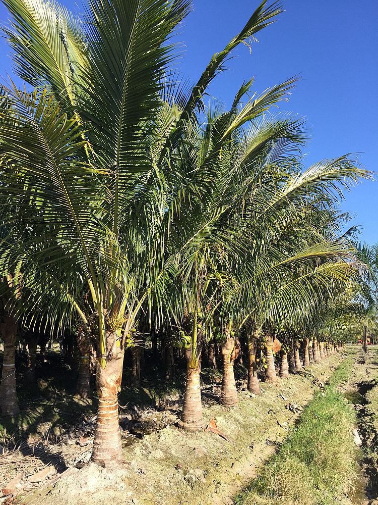 cocos-nucifera-green-malayan-coconut-palm