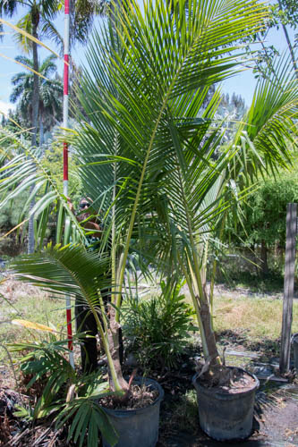 cocos-nucifera-green-malayan-coconut-palm