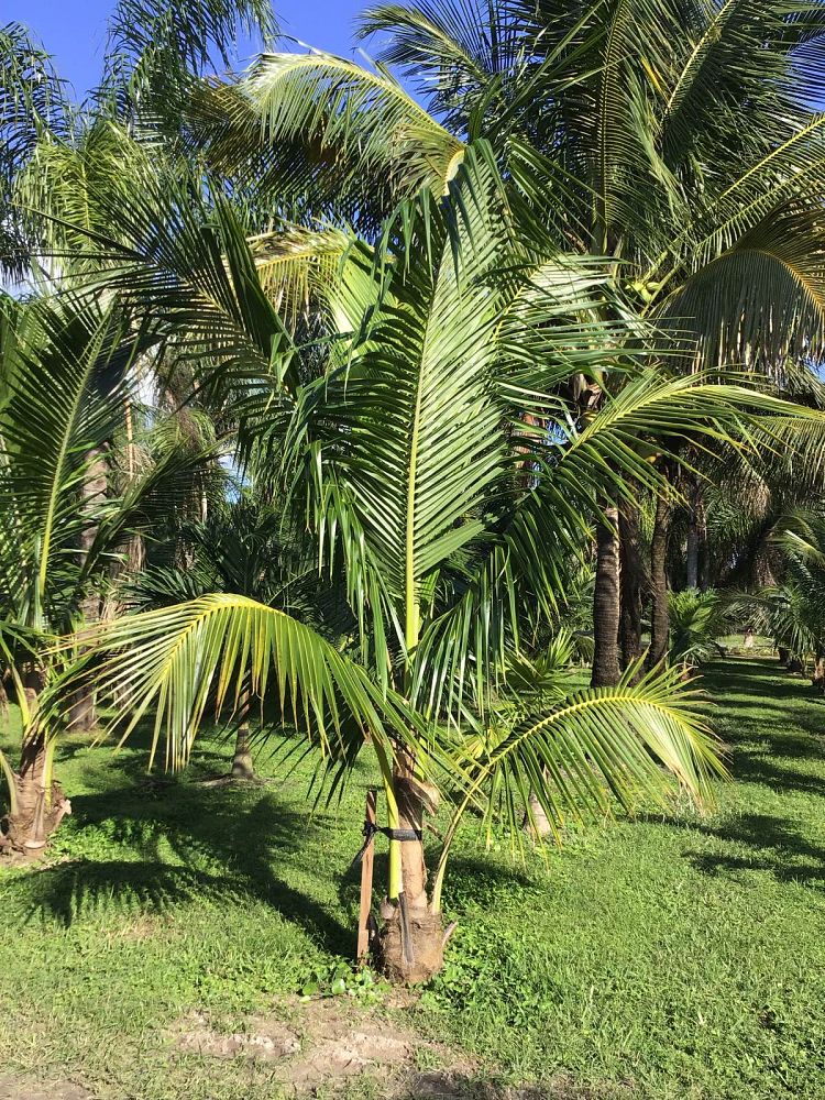cocos-nucifera-green-malayan-coconut-palm