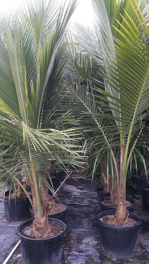 cocos-nucifera-green-malayan-coconut-palm