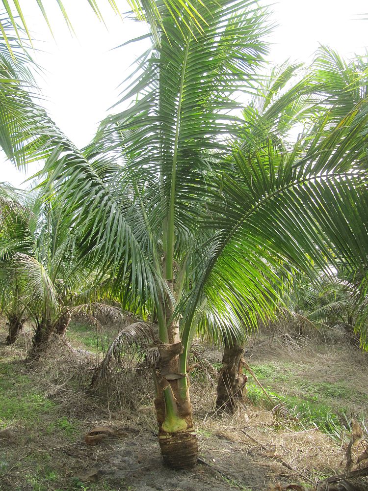 cocos-nucifera-green-malayan-coconut-palm