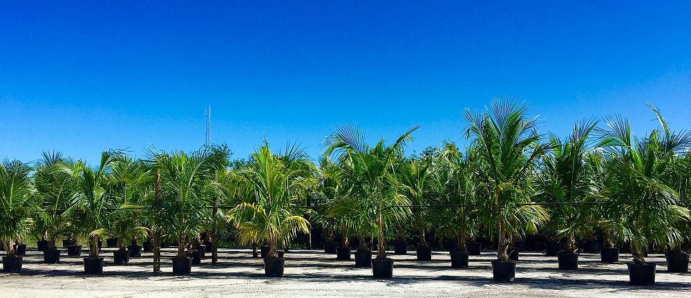 cocos-nucifera-green-malayan-coconut-palm
