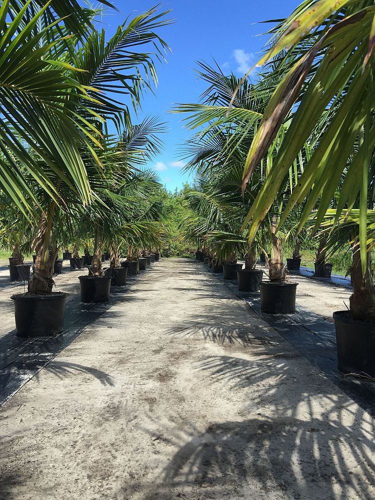 cocos-nucifera-green-malayan-coconut-palm