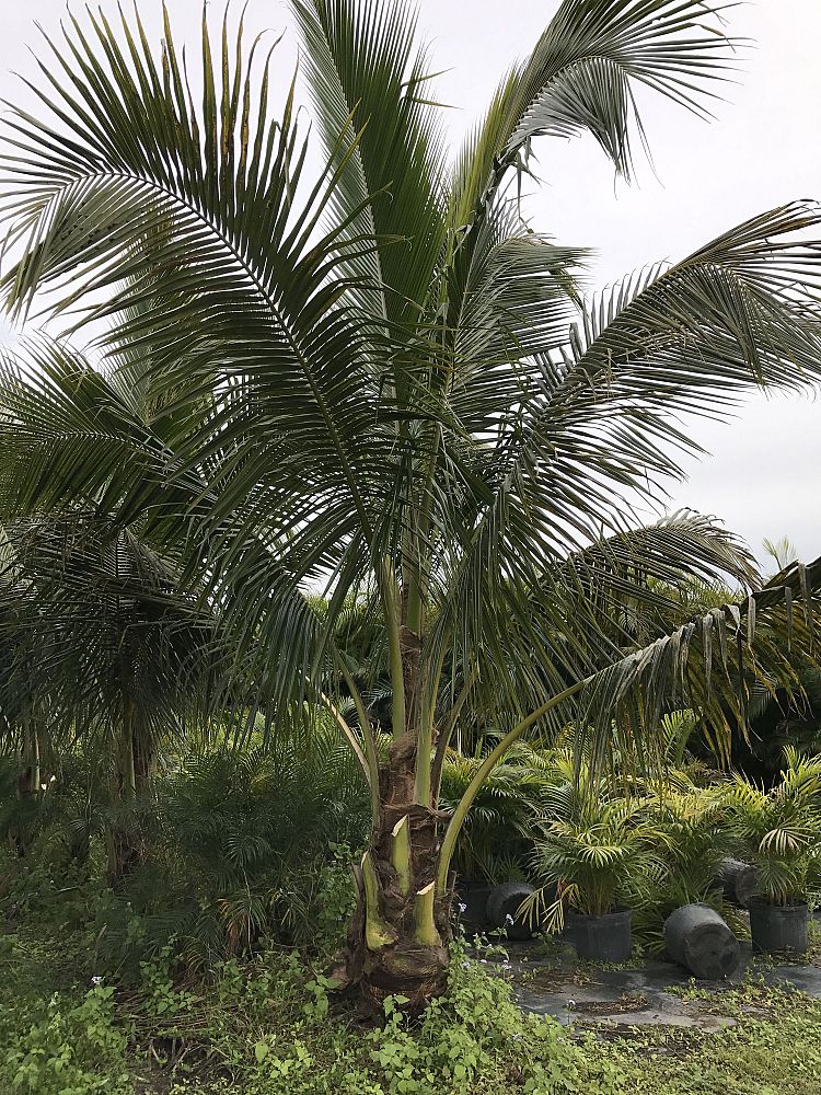 cocos-nucifera-green-malayan-coconut-palm