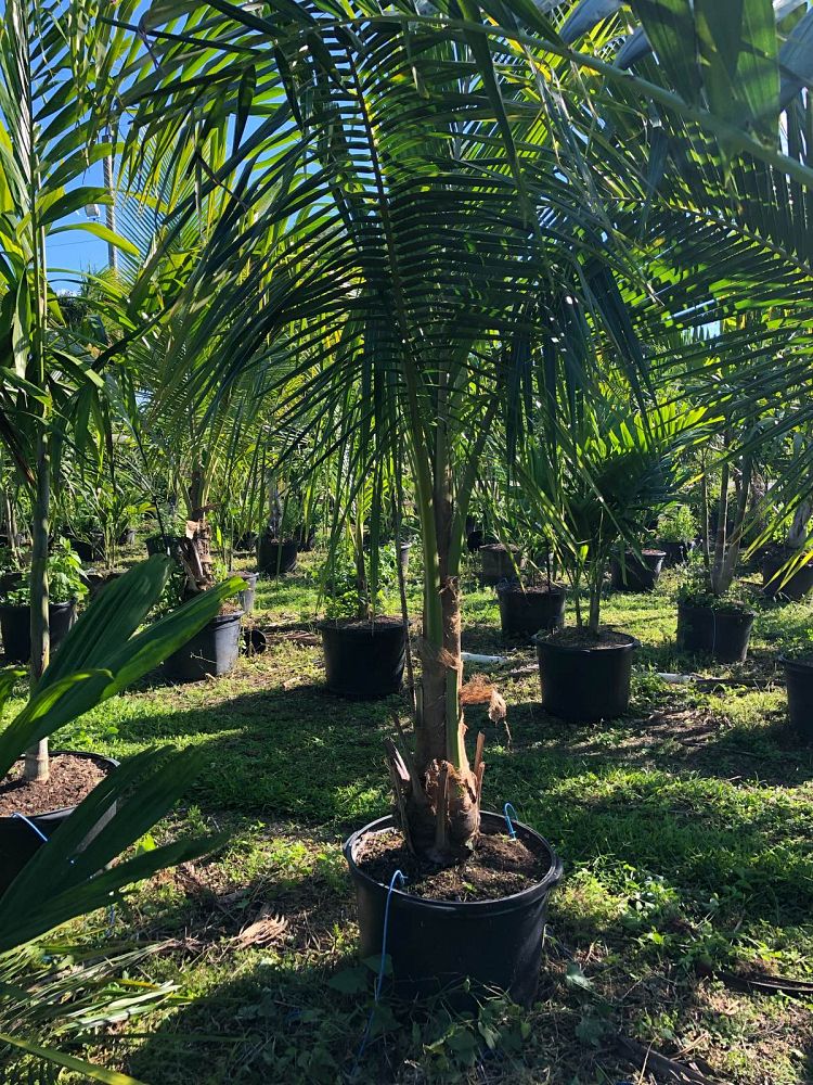 cocos-nucifera-green-malayan-coconut-palm