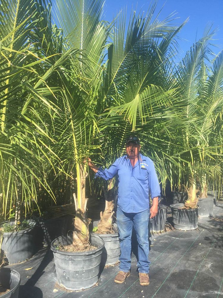 cocos-nucifera-green-malayan-coconut-palm
