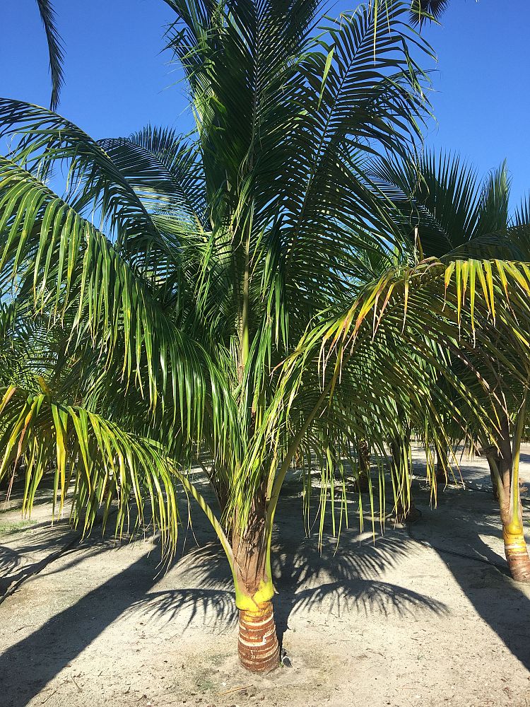 cocos-nucifera-green-malayan-coconut-palm
