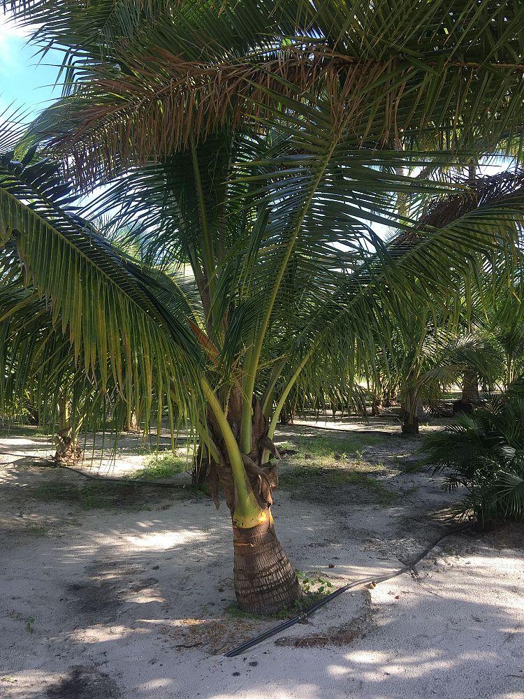 cocos-nucifera-green-malayan-coconut-palm