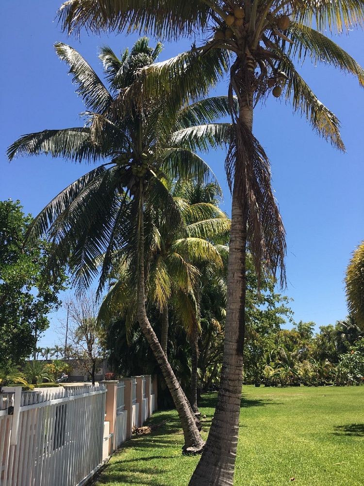 cocos-nucifera-green-malayan-coconut-palm