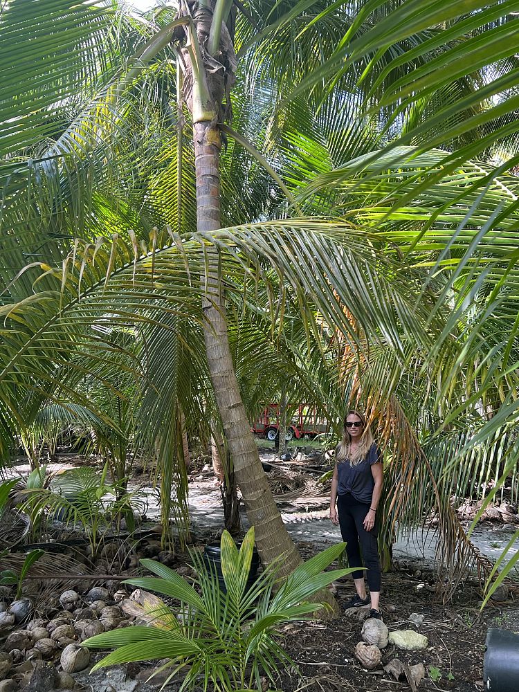 cocos-nucifera-green-malayan-coconut-palm