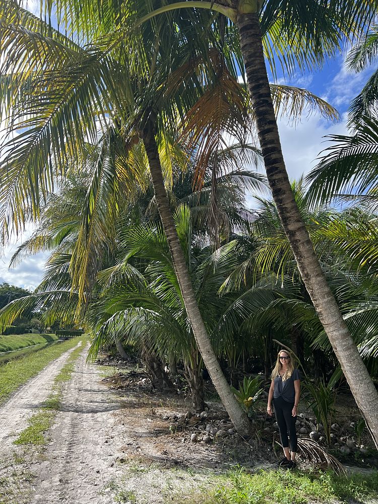 cocos-nucifera-green-malayan-coconut-palm