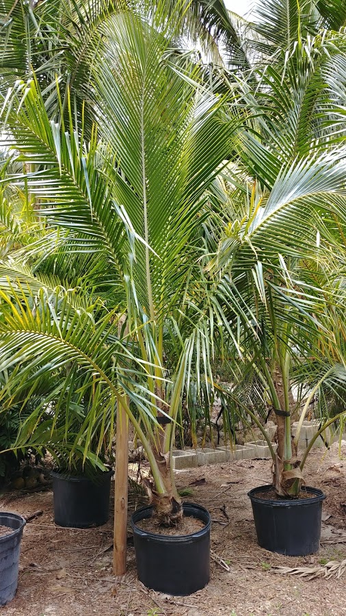 cocos-nucifera-green-malayan-coconut-palm