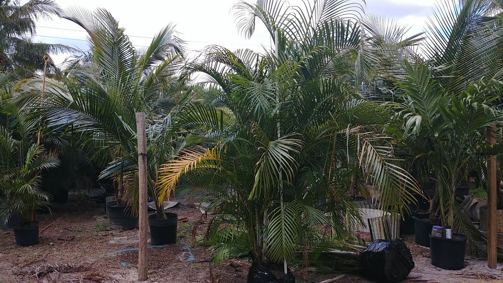 cocos-nucifera-green-malayan-coconut-palm