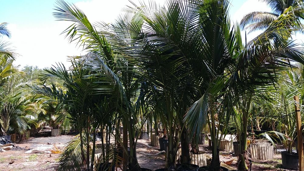 cocos-nucifera-green-malayan-coconut-palm
