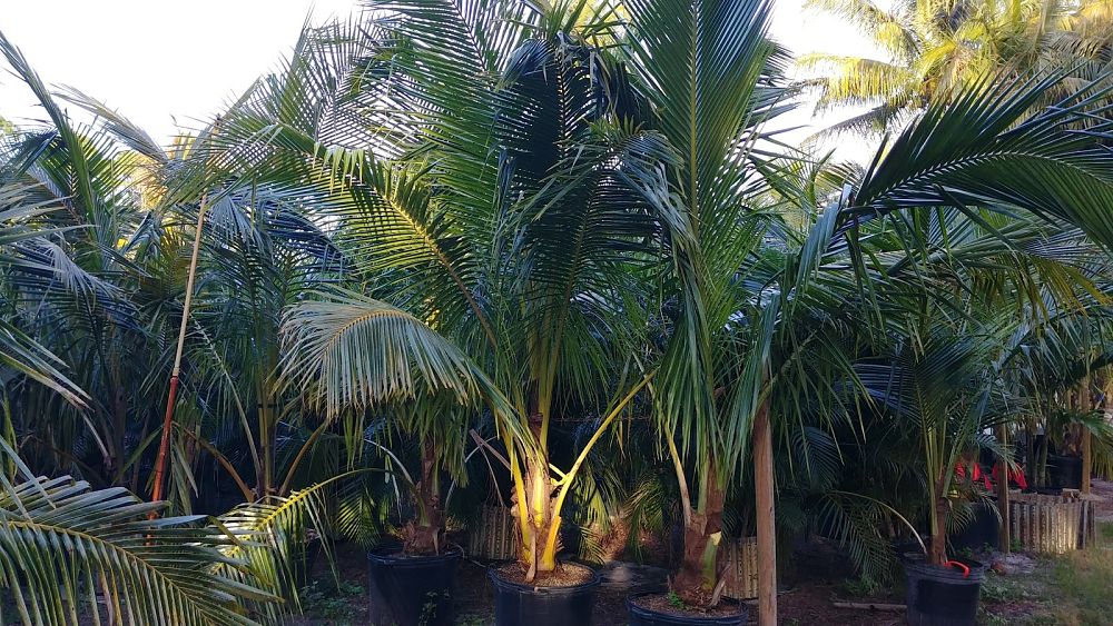 cocos-nucifera-green-malayan-coconut-palm