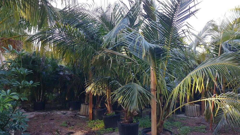 cocos-nucifera-green-malayan-coconut-palm