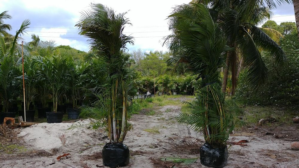 cocos-nucifera-green-malayan-coconut-palm