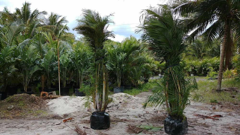cocos-nucifera-green-malayan-coconut-palm