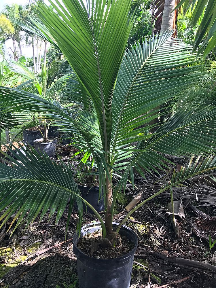cocos-nucifera-green-malayan-coconut-palm
