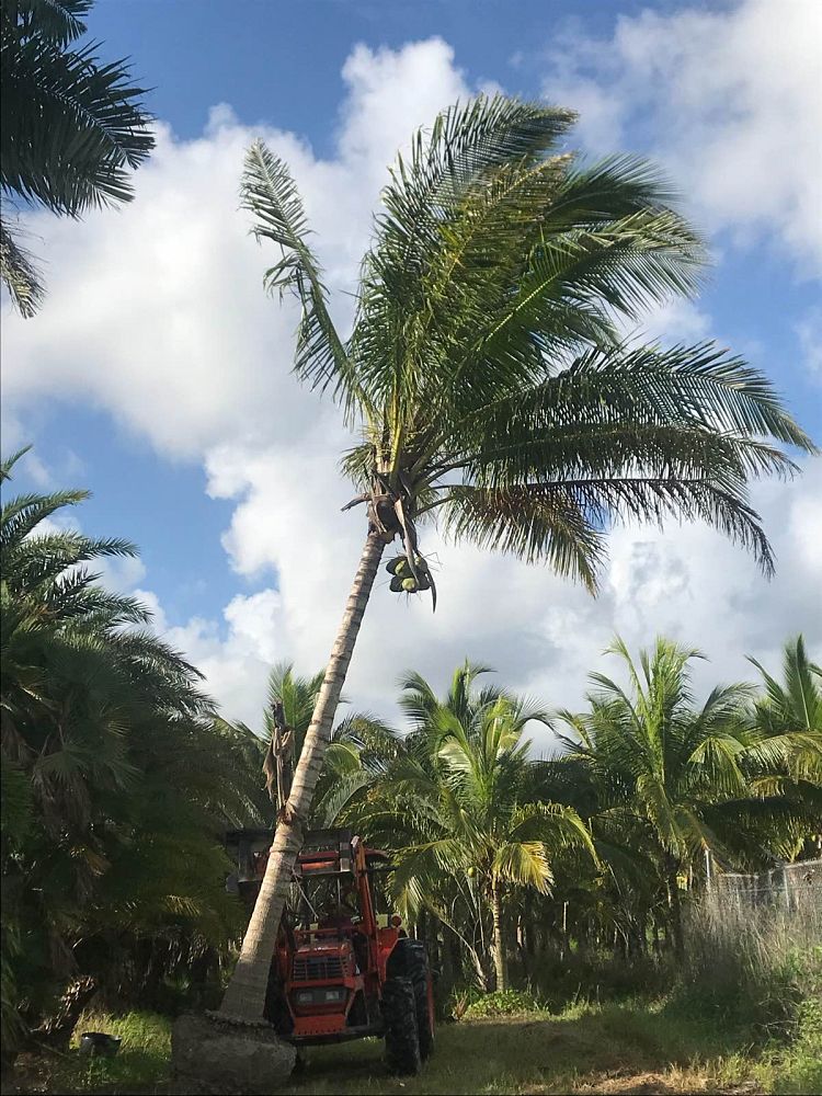 cocos-nucifera-green-malayan-coconut-palm