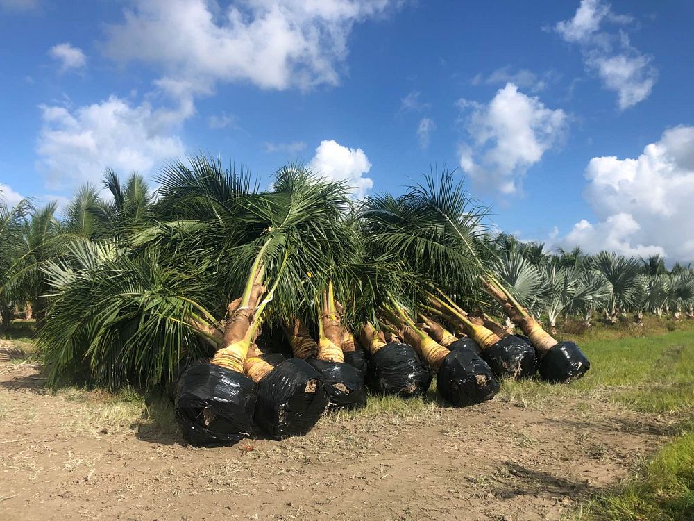 cocos-nucifera-green-malayan-coconut-palm