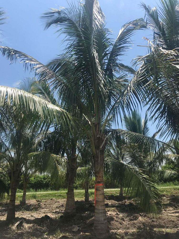 cocos-nucifera-green-malayan-coconut-palm