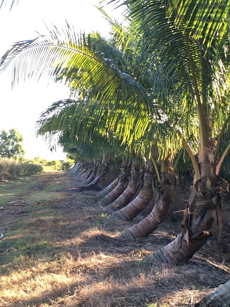 cocos-nucifera-green-malayan-coconut-palm